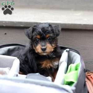 Riot, Yorkie Poo Puppy